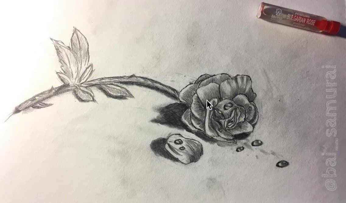 Rose — pencil still life
