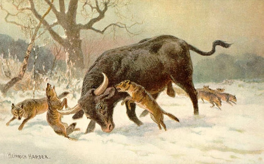 Painting of an aurochs bull in the snow, fending off a pack of wolves